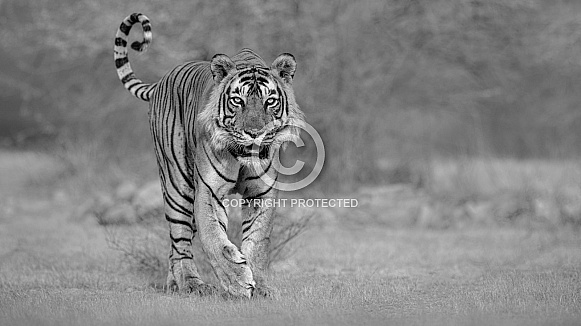 Beautiful tiger in the nature habitat. Tiger pose in amazing light. Wildlife scene with wild animal. Indian wildlife. Indian tiger. Panthera tigris tigris.