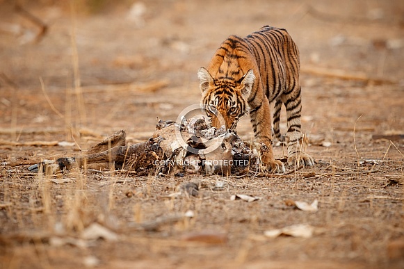 Beautiful tiger in the nature habitat. Tiger pose in amazing light. Wildlife scene with wild animal. Indian wildlife. Indian tiger. Panthera tigris tigris.