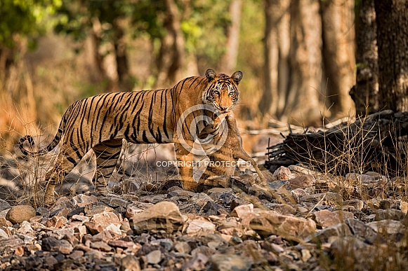 Beautiful tiger in the nature habitat. Tiger pose in amazing light. Wildlife scene with wild animal. Indian wildlife. Indian tiger. Panthera tigris tigris.