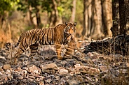 Beautiful tiger in the nature habitat. Tiger pose in amazing light. Wildlife scene with wild animal. Indian wildlife. Indian tiger. Panthera tigris tigris.