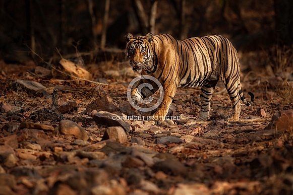 Beautiful tiger in the nature habitat. Tiger pose in amazing light. Wildlife scene with wild animal. Indian wildlife. Indian tiger. Panthera tigris tigris.