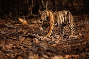 Beautiful tiger in the nature habitat. Tiger pose in amazing light. Wildlife scene with wild animal. Indian wildlife. Indian tiger. Panthera tigris tigris.