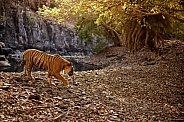 Beautiful tiger in the nature habitat. Tiger pose in amazing light. Wildlife scene with wild animal. Indian wildlife. Indian tiger. Panthera tigris tigris.