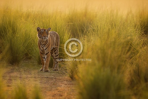 Beautiful tiger in the nature habitat. Tiger pose in amazing light. Wildlife scene with wild animal. Indian wildlife. Indian tiger. Panthera tigris tigris.