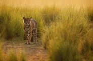 Beautiful tiger in the nature habitat. Tiger pose in amazing light. Wildlife scene with wild animal. Indian wildlife. Indian tiger. Panthera tigris tigris.