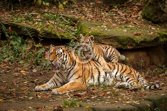 Beautiful tiger in the nature habitat. Tiger pose in amazing light. Wildlife scene with wild animal. Indian wildlife. Indian tiger. Panthera tigris tigris.