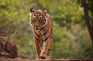 Beautiful tiger in the nature habitat. Tiger pose in amazing light. Wildlife scene with wild animal. Indian wildlife. Indian tiger. Panthera tigris tigris.