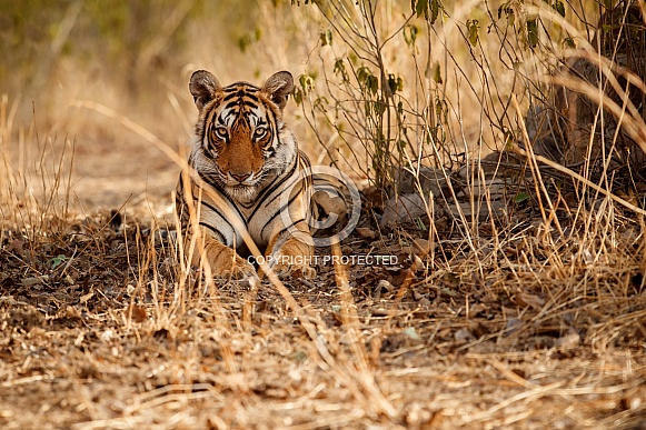 Beautiful tiger in the nature habitat. Tiger pose in amazing light. Wildlife scene with wild animal. Indian wildlife. Indian tiger. Panthera tigris tigris.