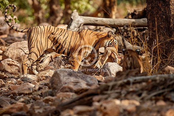 Beautiful tiger in the nature habitat. Tiger pose in amazing light. Wildlife scene with wild animal. Indian wildlife. Indian tiger. Panthera tigris tigris.
