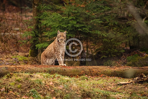 Eurasian lynx in the nature habitat. Beautiful and charismatic animal. Wild Europe. European wildlife. Animals in european forests. Lynx lynx.