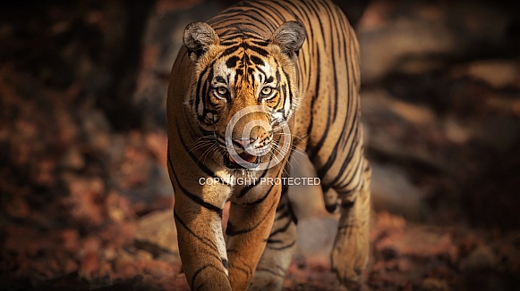 Beautiful tiger in the nature habitat. Tiger pose in amazing light. Wildlife scene with wild animal. Indian wildlife. Indian tiger. Panthera tigris tigris.