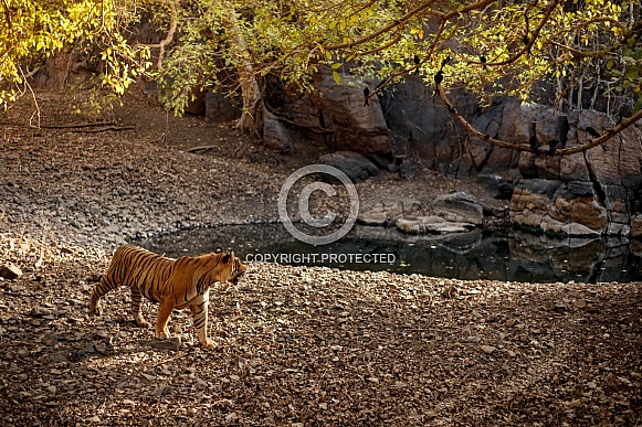 Beautiful tiger in the nature habitat. Tiger pose in amazing light. Wildlife scene with wild animal. Indian wildlife. Indian tiger. Panthera tigris tigris.