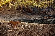 Beautiful tiger in the nature habitat. Tiger pose in amazing light. Wildlife scene with wild animal. Indian wildlife. Indian tiger. Panthera tigris tigris.
