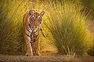Beautiful tiger in the nature habitat. Tiger pose in amazing light. Wildlife scene with wild animal. Indian wildlife. Indian tiger. Panthera tigris tigris.