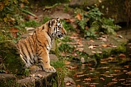 Beautiful tiger in the nature habitat. Tiger pose in amazing light. Wildlife scene with wild animal. Indian wildlife. Indian tiger. Panthera tigris tigris.