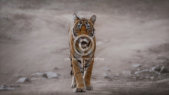 Beautiful tiger in the nature habitat. Tiger pose in amazing light. Wildlife scene with wild animal. Indian wildlife. Indian tiger. Panthera tigris tigris.