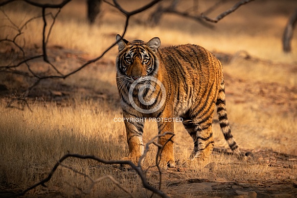 Beautiful tiger in the nature habitat. Tiger pose in amazing light. Wildlife scene with wild animal. Indian wildlife. Indian tiger. Panthera tigris tigris.