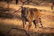 Beautiful tiger in the nature habitat. Tiger pose in amazing light. Wildlife scene with wild animal. Indian wildlife. Indian tiger. Panthera tigris tigris.