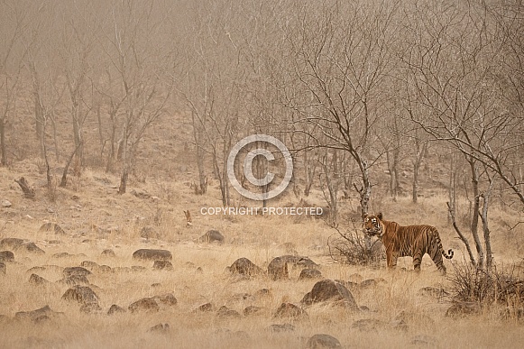 Beautiful tiger in the nature habitat. Tiger pose in amazing light. Wildlife scene with wild animal. Indian wildlife. Indian tiger. Panthera tigris tigris.
