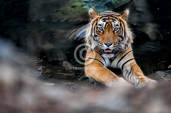 Beautiful tiger in the nature habitat. Tiger pose in amazing light. Wildlife scene with wild animal. Indian wildlife. Indian tiger. Panthera tigris tigris.