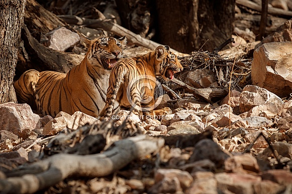 Beautiful tiger in the nature habitat. Tiger pose in amazing light. Wildlife scene with wild animal. Indian wildlife. Indian tiger. Panthera tigris tigris.
