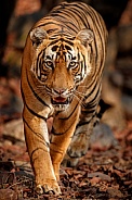 Beautiful tiger in the nature habitat. Tiger pose in amazing light. Wildlife scene with wild animal. Indian wildlife. Indian tiger. Panthera tigris tigris.