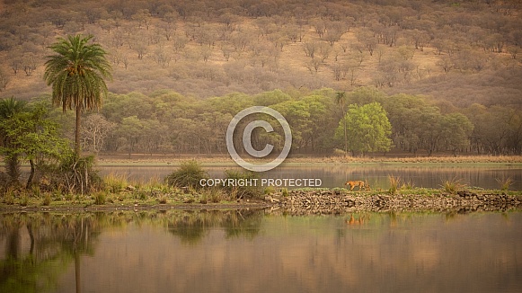 Beautiful tiger in the nature habitat. Tiger pose in amazing light. Wildlife scene with wild animal. Indian wildlife. Indian tiger. Panthera tigris tigris.