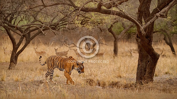 Beautiful tiger in the nature habitat. Tiger pose in amazing light. Wildlife scene with wild animal. Indian wildlife. Indian tiger. Panthera tigris tigris.