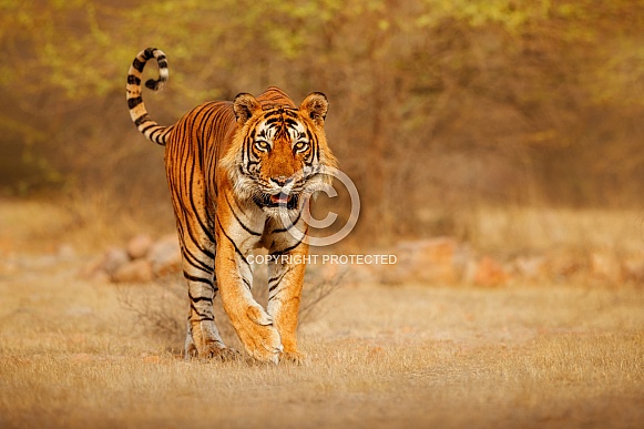 Beautiful tiger in the nature habitat. Tiger pose in amazing light. Wildlife scene with wild animal. Indian wildlife. Indian tiger. Panthera tigris tigris.