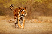 Beautiful tiger in the nature habitat. Tiger pose in amazing light. Wildlife scene with wild animal. Indian wildlife. Indian tiger. Panthera tigris tigris.