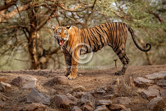 Beautiful tiger in the nature habitat. Tiger pose in amazing light. Wildlife scene with wild animal. Indian wildlife. Indian tiger. Panthera tigris tigris.