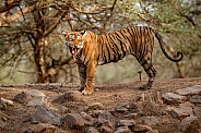 Beautiful tiger in the nature habitat. Tiger pose in amazing light. Wildlife scene with wild animal. Indian wildlife. Indian tiger. Panthera tigris tigris.
