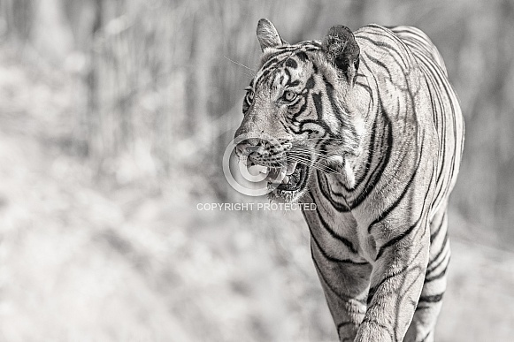 Beautiful tiger in the nature habitat. Tiger pose in amazing light. Wildlife scene with wild animal. Indian wildlife. Indian tiger. Panthera tigris tigris.