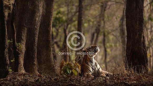 Beautiful tiger in the nature habitat. Tiger pose in amazing light. Wildlife scene with wild animal. Indian wildlife. Indian tiger. Panthera tigris tigris.