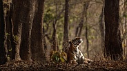 Beautiful tiger in the nature habitat. Tiger pose in amazing light. Wildlife scene with wild animal. Indian wildlife. Indian tiger. Panthera tigris tigris.