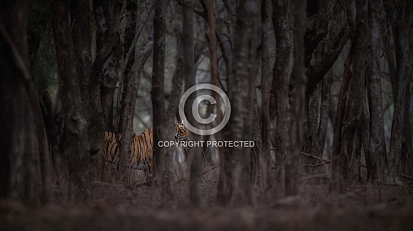 Beautiful tiger in the nature habitat. Tiger pose in amazing light. Wildlife scene with wild animal. Indian wildlife. Indian tiger. Panthera tigris tigris.