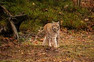 Eurasian lynx in the nature habitat. Beautiful and charismatic animal. Wild Europe. European wildlife. Animals in european forests. Lynx lynx.