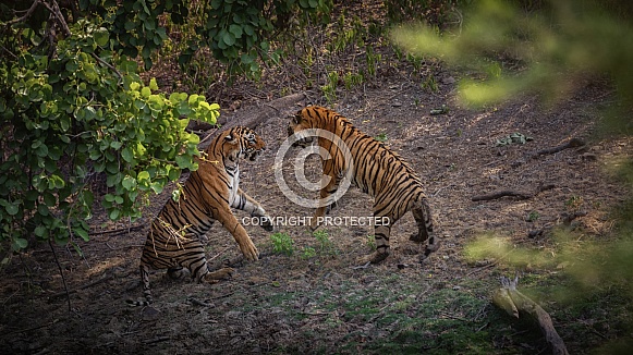 Beautiful tiger in the nature habitat. Tiger pose in amazing light. Wildlife scene with wild animal. Indian wildlife. Indian tiger. Panthera tigris tigris.