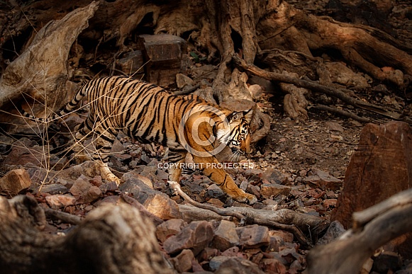 Beautiful tiger in the nature habitat. Tiger pose in amazing light. Wildlife scene with wild animal. Indian wildlife. Indian tiger. Panthera tigris tigris.