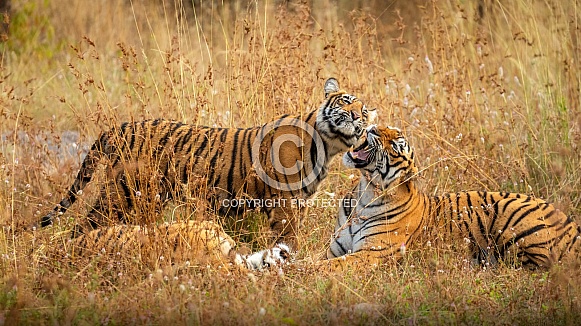 Beautiful tiger in the nature habitat. Tiger pose in amazing light. Wildlife scene with wild animal. Indian wildlife. Indian tiger. Panthera tigris tigris.