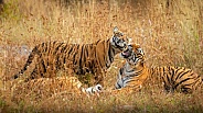 Beautiful tiger in the nature habitat. Tiger pose in amazing light. Wildlife scene with wild animal. Indian wildlife. Indian tiger. Panthera tigris tigris.