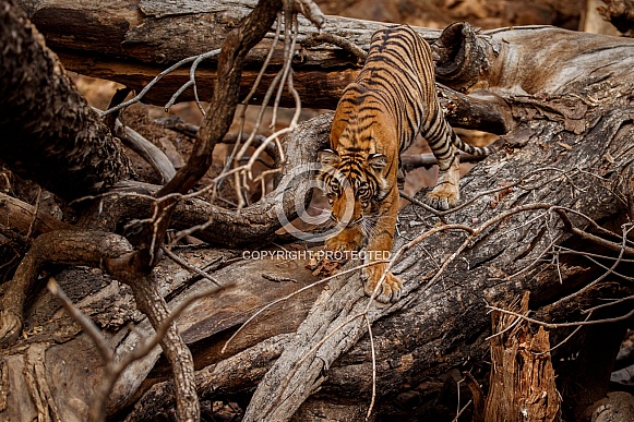 Beautiful tiger in the nature habitat. Tiger pose in amazing light. Wildlife scene with wild animal. Indian wildlife. Indian tiger. Panthera tigris tigris.