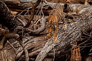Beautiful tiger in the nature habitat. Tiger pose in amazing light. Wildlife scene with wild animal. Indian wildlife. Indian tiger. Panthera tigris tigris.