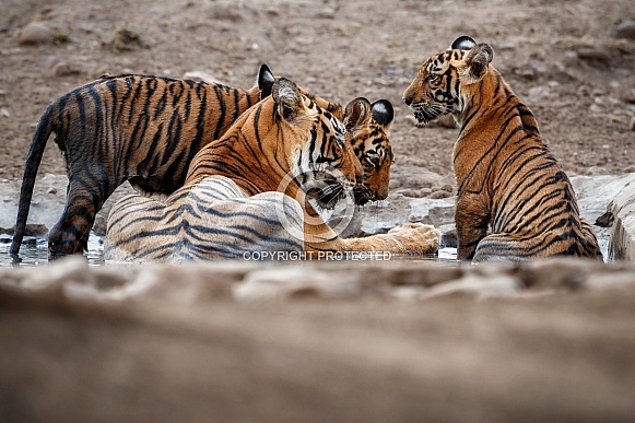 Beautiful tiger in the nature habitat. Tiger pose in amazing light. Wildlife scene with wild animal. Indian wildlife. Indian tiger. Panthera tigris tigris.
