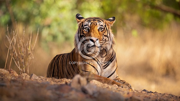 Beautiful tiger in the nature habitat. Tiger pose in amazing light. Wildlife scene with wild animal. Indian wildlife. Indian tiger. Panthera tigris tigris.
