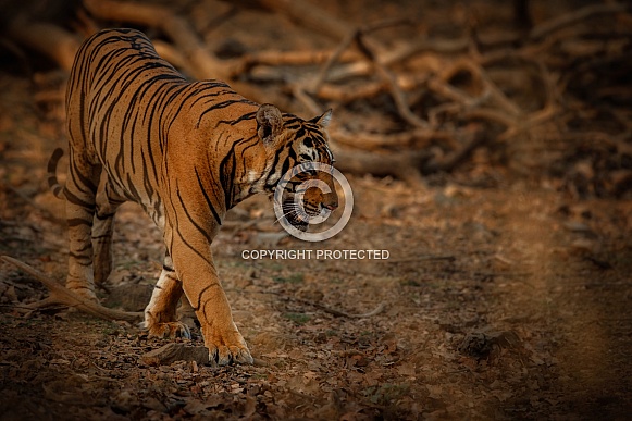Beautiful tiger in the nature habitat. Tiger pose in amazing light. Wildlife scene with wild animal. Indian wildlife. Indian tiger. Panthera tigris tigris.