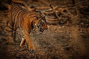 Beautiful tiger in the nature habitat. Tiger pose in amazing light. Wildlife scene with wild animal. Indian wildlife. Indian tiger. Panthera tigris tigris.