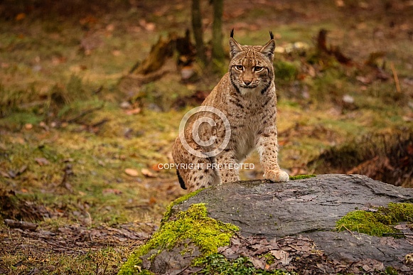 Eurasian lynx in the nature habitat. Beautiful and charismatic animal. Wild Europe. European wildlife. Animals in european forests. Lynx lynx.