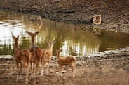 Beautiful tiger in the nature habitat. Tiger pose in amazing light. Wildlife scene with wild animal. Indian wildlife. Indian tiger. Panthera tigris tigris.