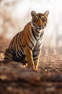 Beautiful tiger in the nature habitat. Tiger pose in amazing light. Wildlife scene with wild animal. Indian wildlife. Indian tiger. Panthera tigris tigris.
